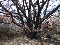 anobello-04032012 174